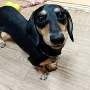 matisu