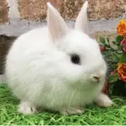 ぷくっちゃの画像