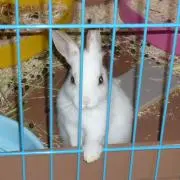 アーサスの画像