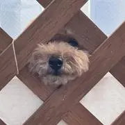 のんのんの画像