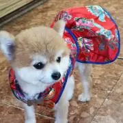 カズマの画像
