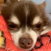 Ｒプロフ必読