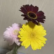 ミニイの画像