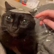 ビバサンバの画像