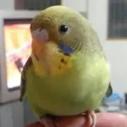 かなやん