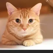 しまこ