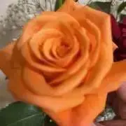 もも＆みーの画像