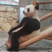 kamekuma