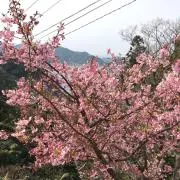 ごんごろ