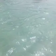 ウミガメの画像