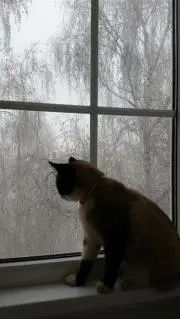 ありす