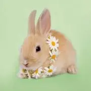 yuuumaru