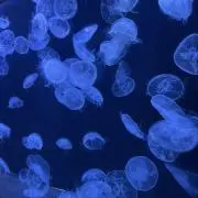 ちゃむちゃむの画像