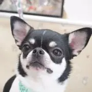あんじぃの画像