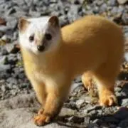 ちゃの画像