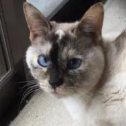 明日はハレの画像