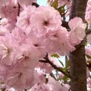 ほうじ茶の画像