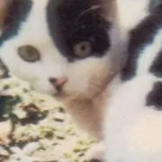 ホワイトフィールドの画像