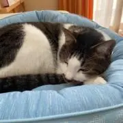 さーちゃんの画像