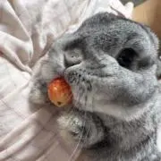 ゆみ