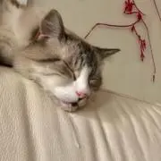 まりんの画像