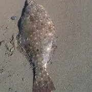 フラット