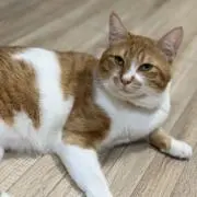 ゆき