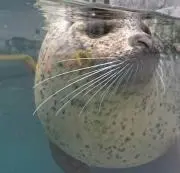 しらたま