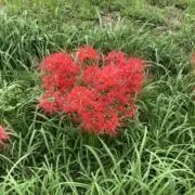 ポール君の画像