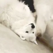 アイナの画像