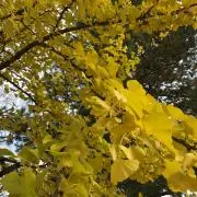 あるの画像