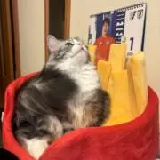 ニャン