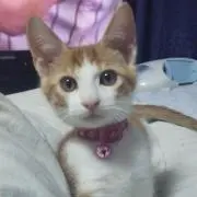 てんちやん