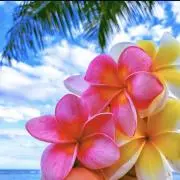 ♡ALOHA♡新品多数・フォロー割ありの画像