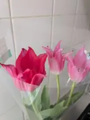 mimiの画像