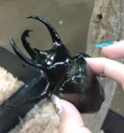 koperuの画像