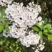 輝の画像