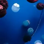 TKG