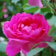 Flowerの画像