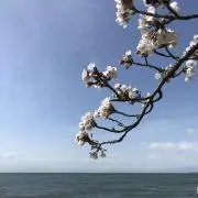 HareHareの画像