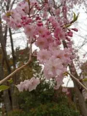 ゆみかの画像