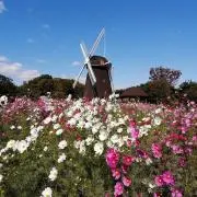 ミッキーの画像