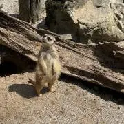 ちぴこの画像