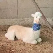 すーの画像