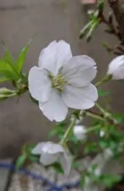 kotatu