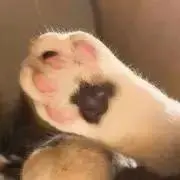 しおの画像