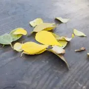 ぴぴ(即購入可◎の画像