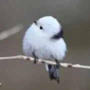 カールの画像