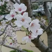ななこの画像