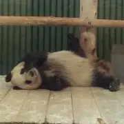ピコポコの画像